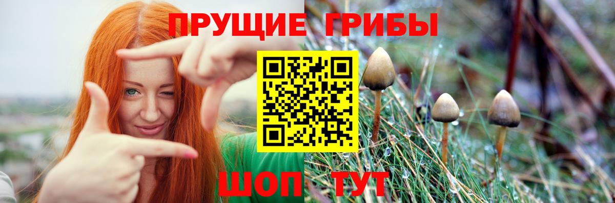Псилоцибиновые грибы Psilocybe  Псилоцибиновые грибы GOLDEN TEACHER  Муравленко  Вход с VPN 